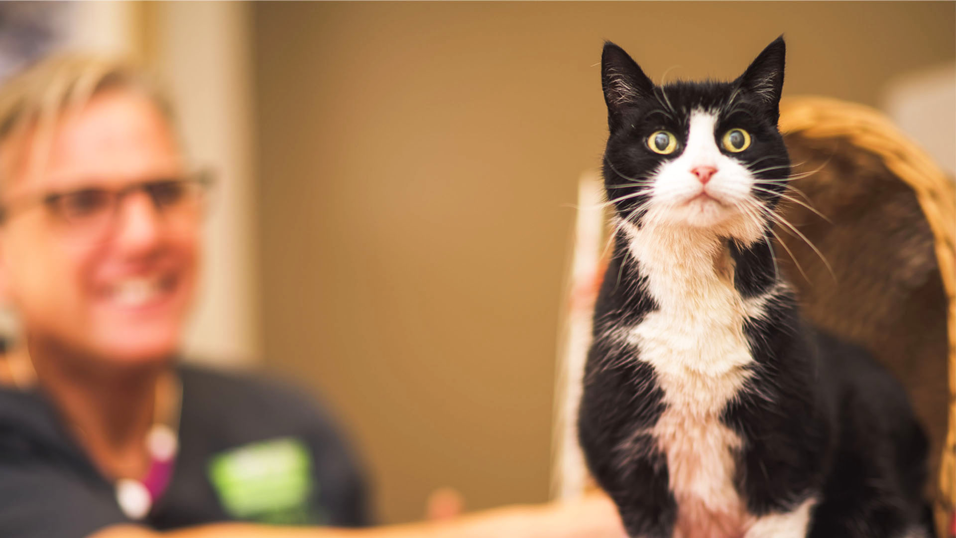 About us Local Vets in West Midlands Lockwood Veterinary Group