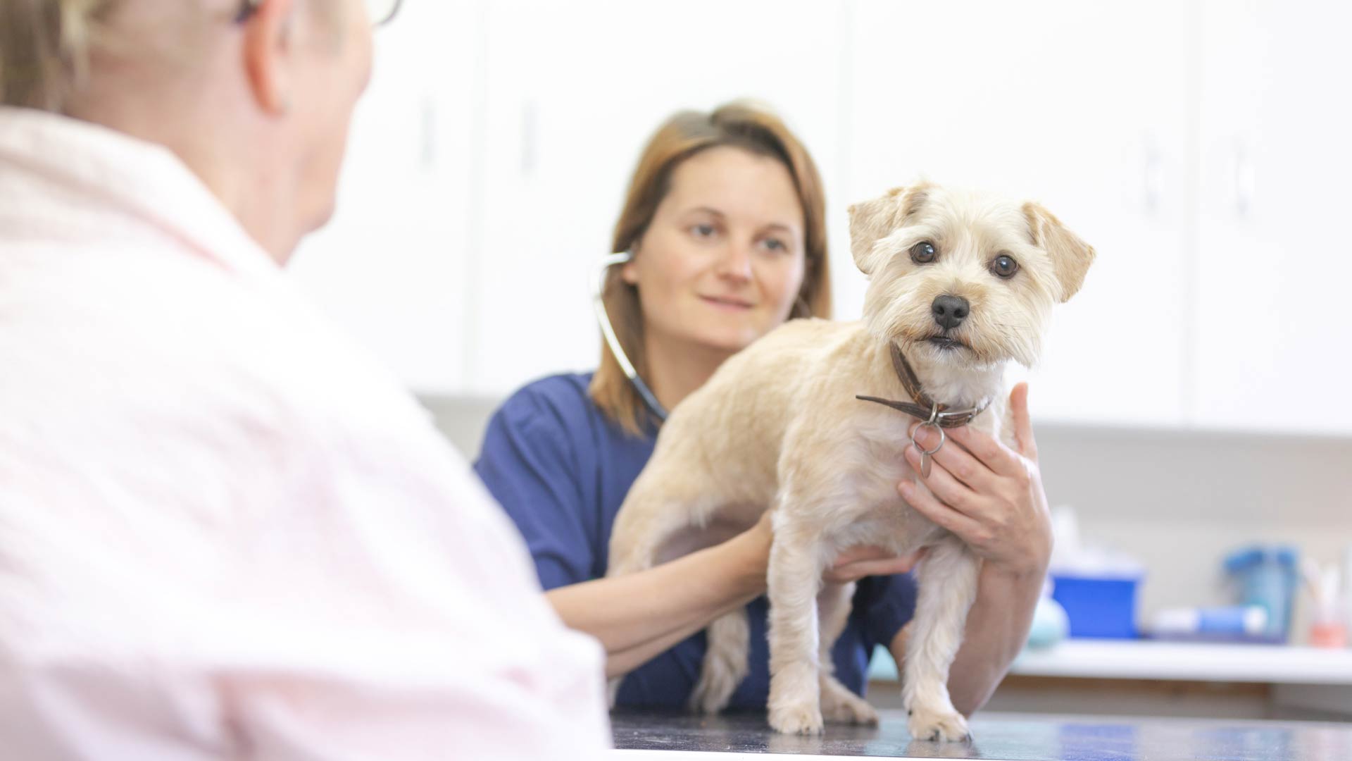 Vaccination in West Midlands, Burton, Cannock & Shropshire Lockwood