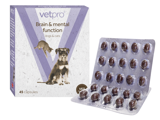 dog brain supplements