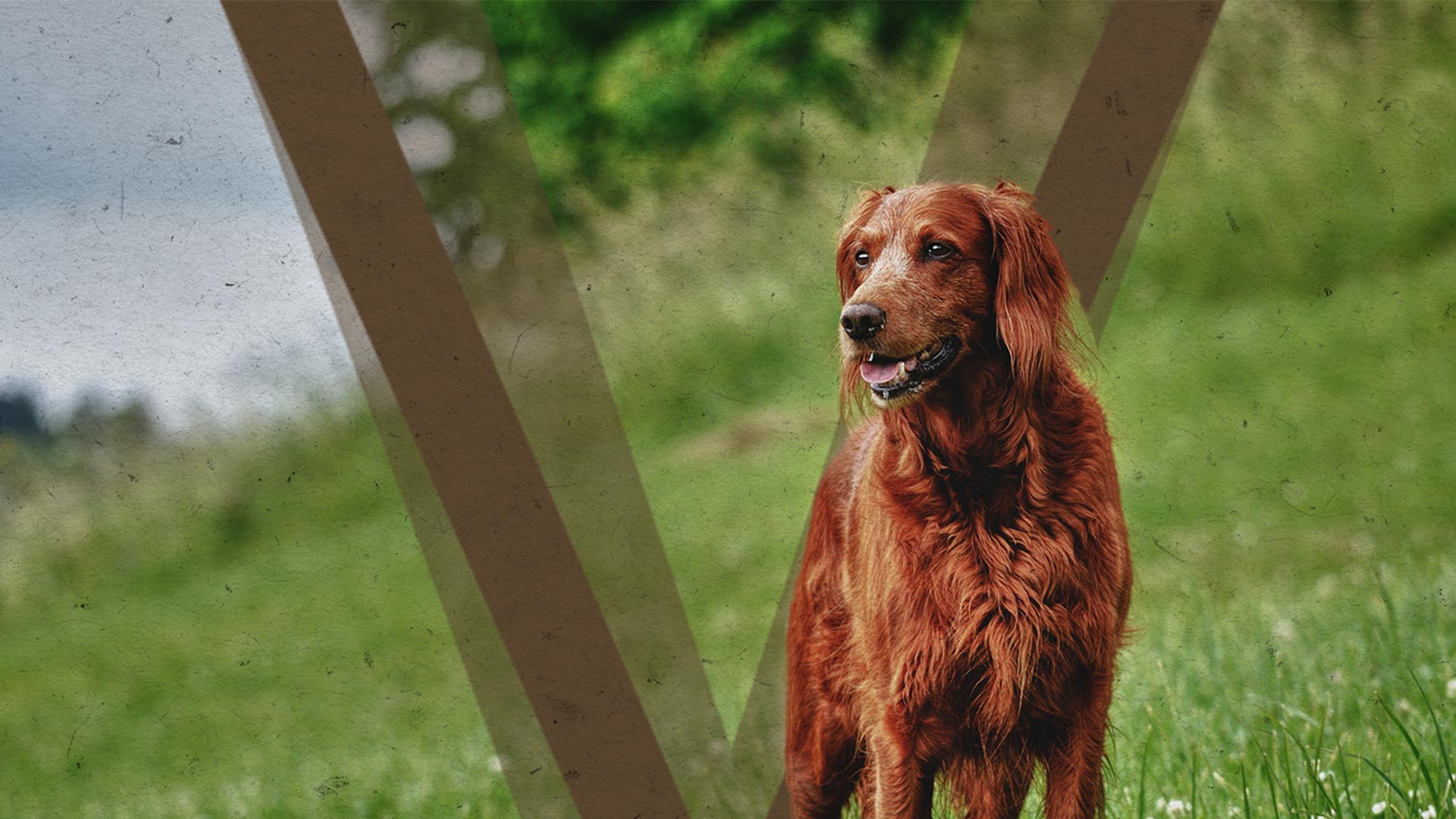 Natural Pet Supplements From Vets Vetpro