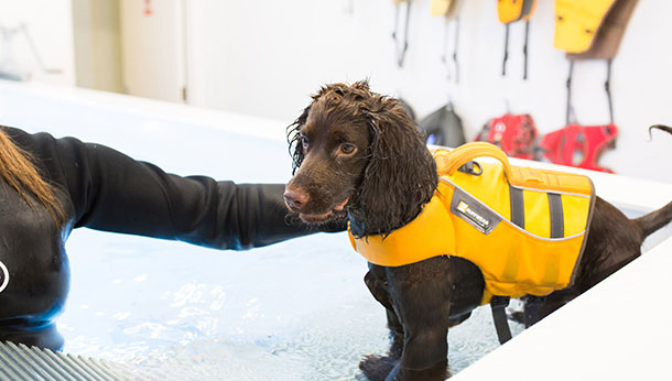 Great Offers Village Vets Hydrotherapy