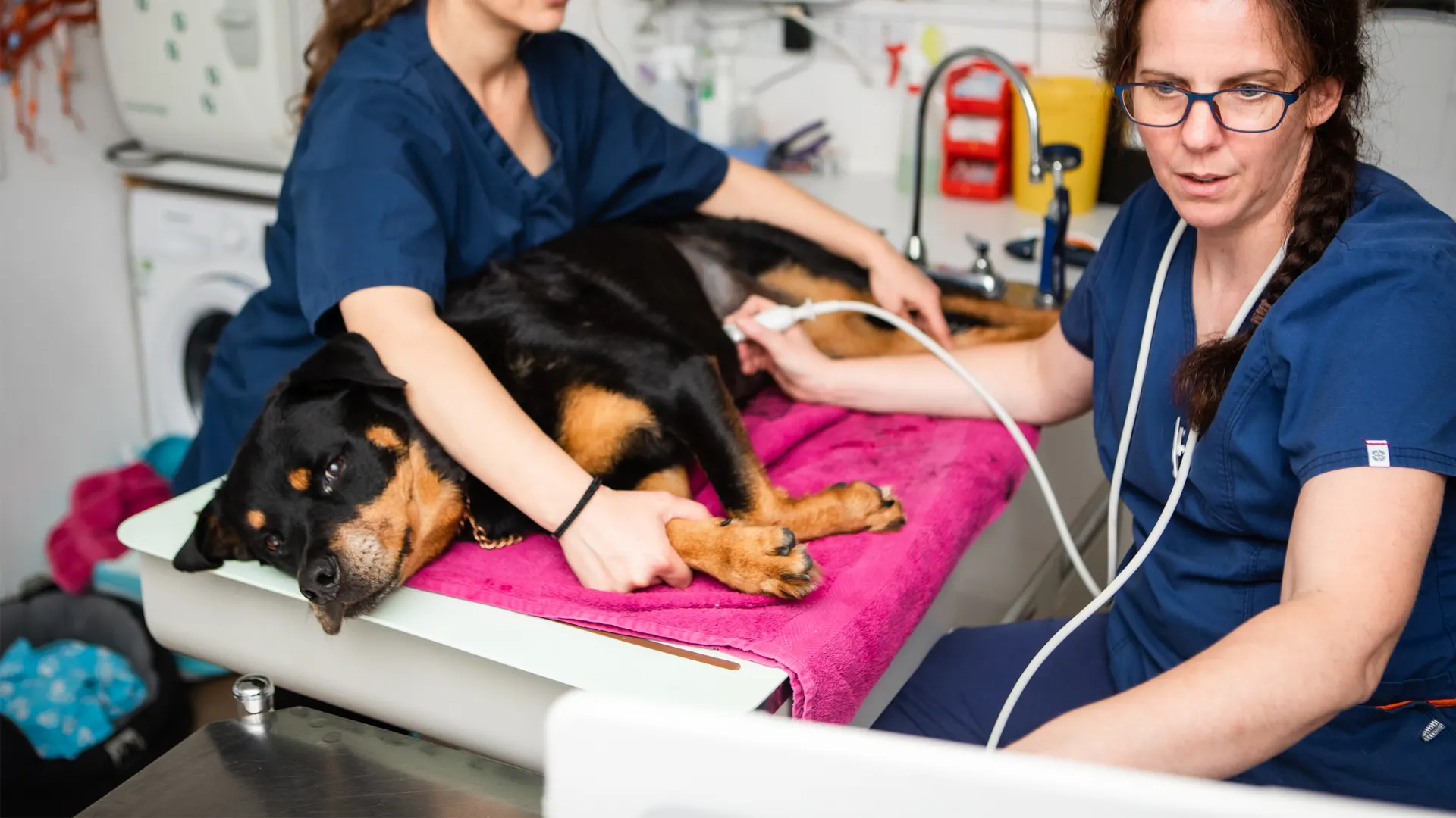 Local Vet Services | Virginia Water Vets in Surrey - Virginia Water Vets