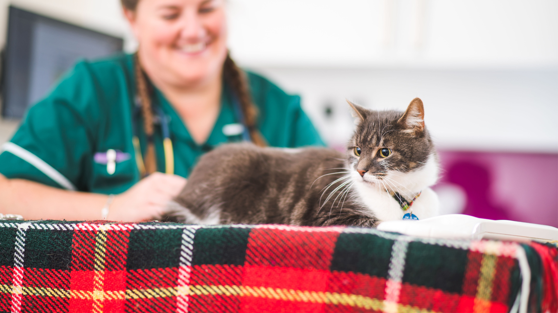 Vets In and Around Godalming | Local Vets In And Around Godalming - Waverley Vets Vets In and Around Godalming | Local Vets In And Around Godalming - Waverley Vets