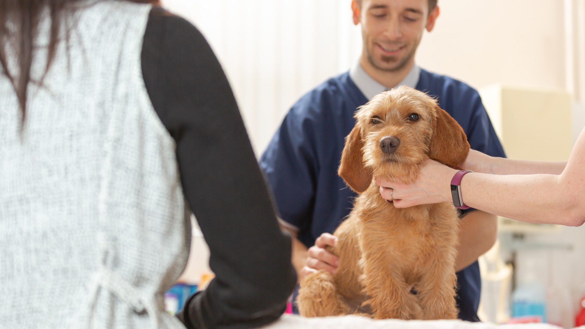 pet-health-plan-in-waverley-vets-waverley-vets