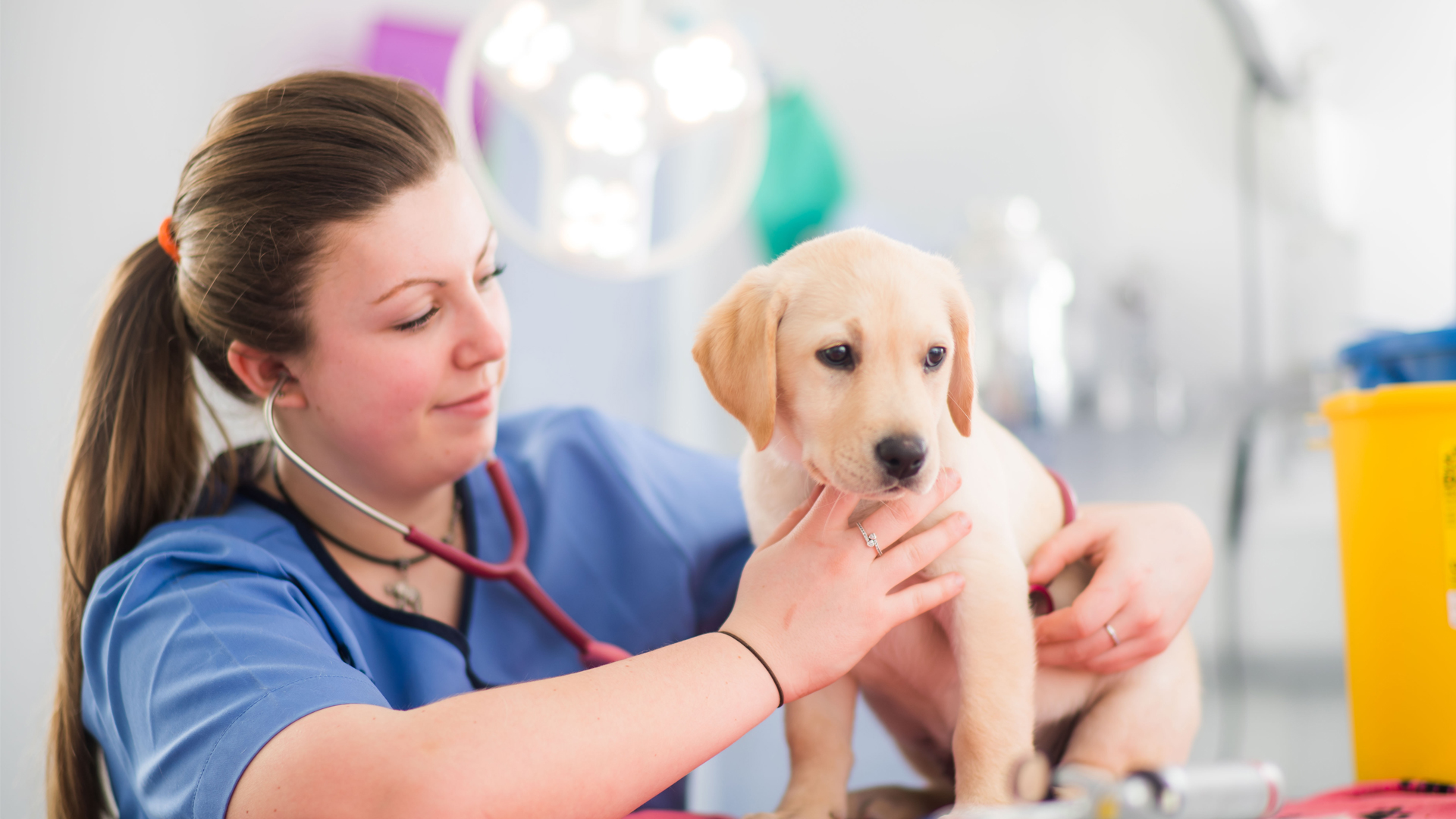 Contact us Local Vets in and around Guildford, South East Waverley Vets