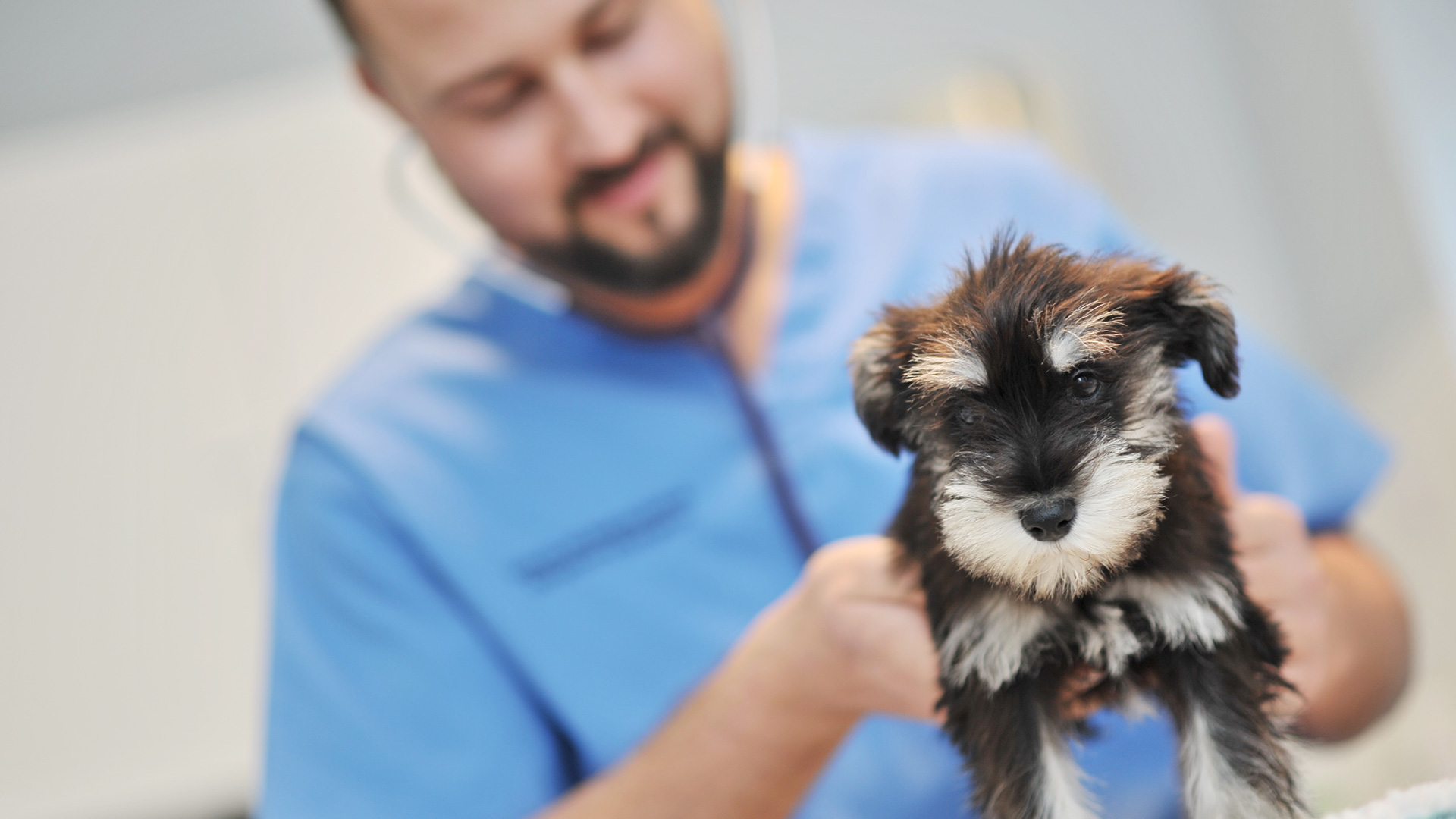 Book an Appointment Local Vets in East Sussex Well House Vets