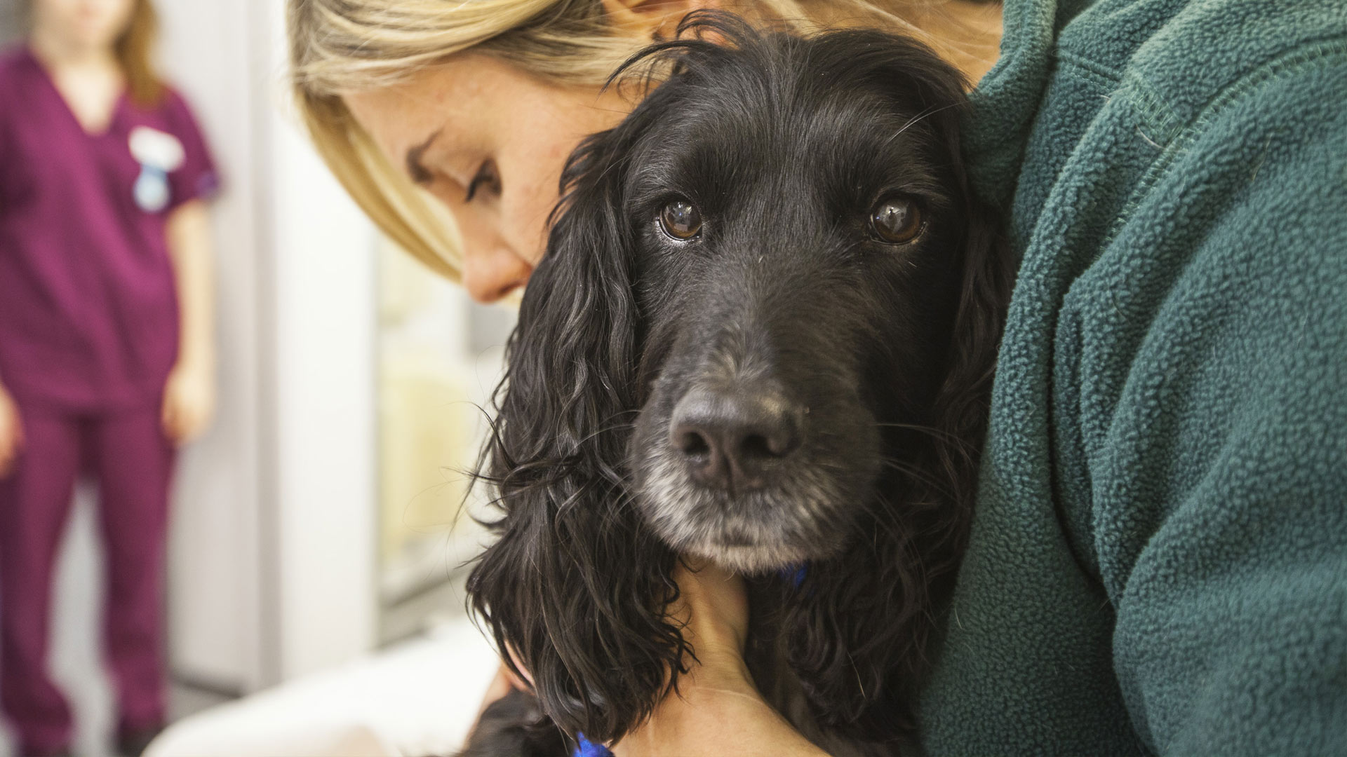 Pin On Doggie Solutions Blog