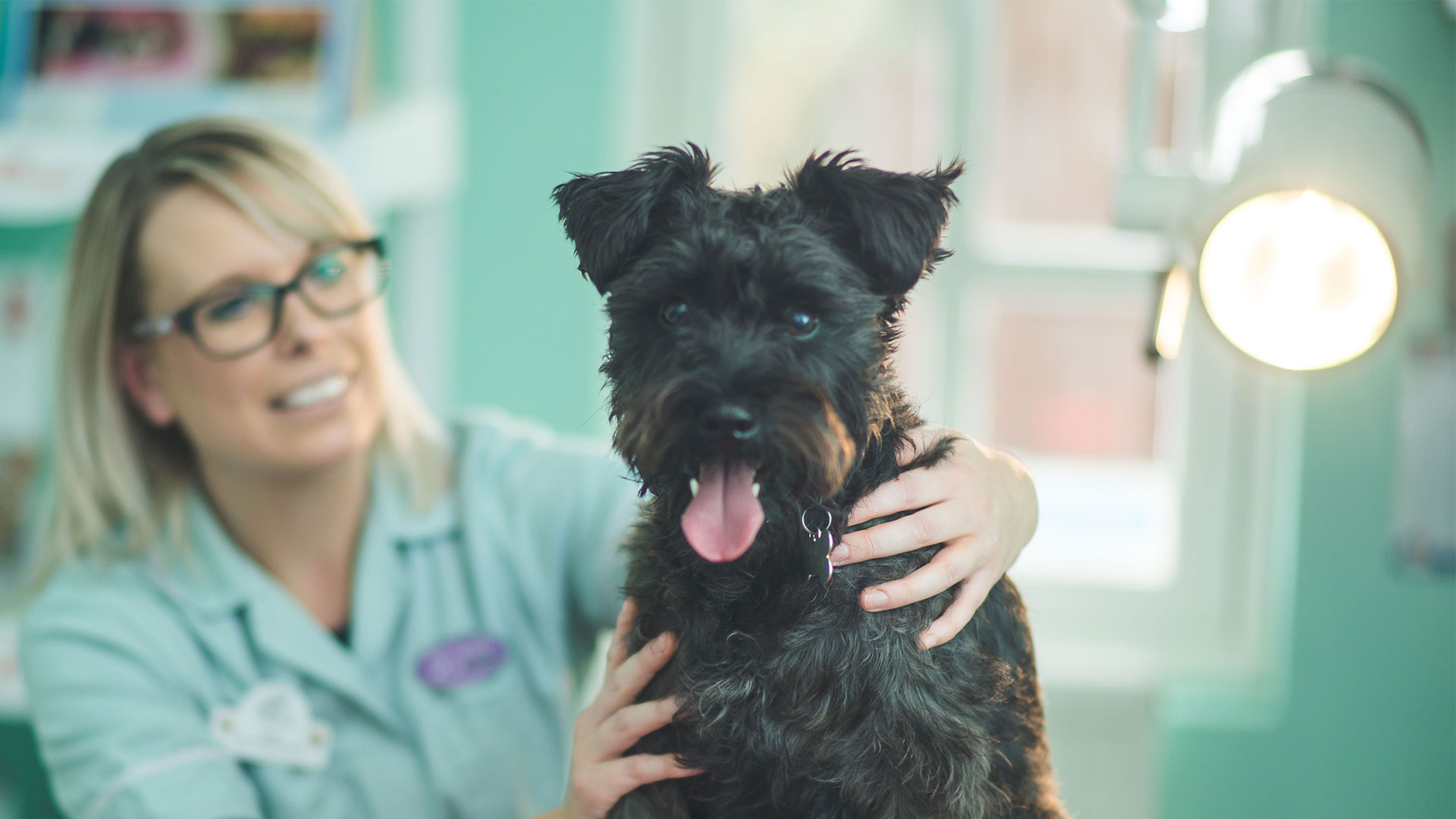 Dog Vaccinations, Microchipping and Neutering Somerset Well Pets
