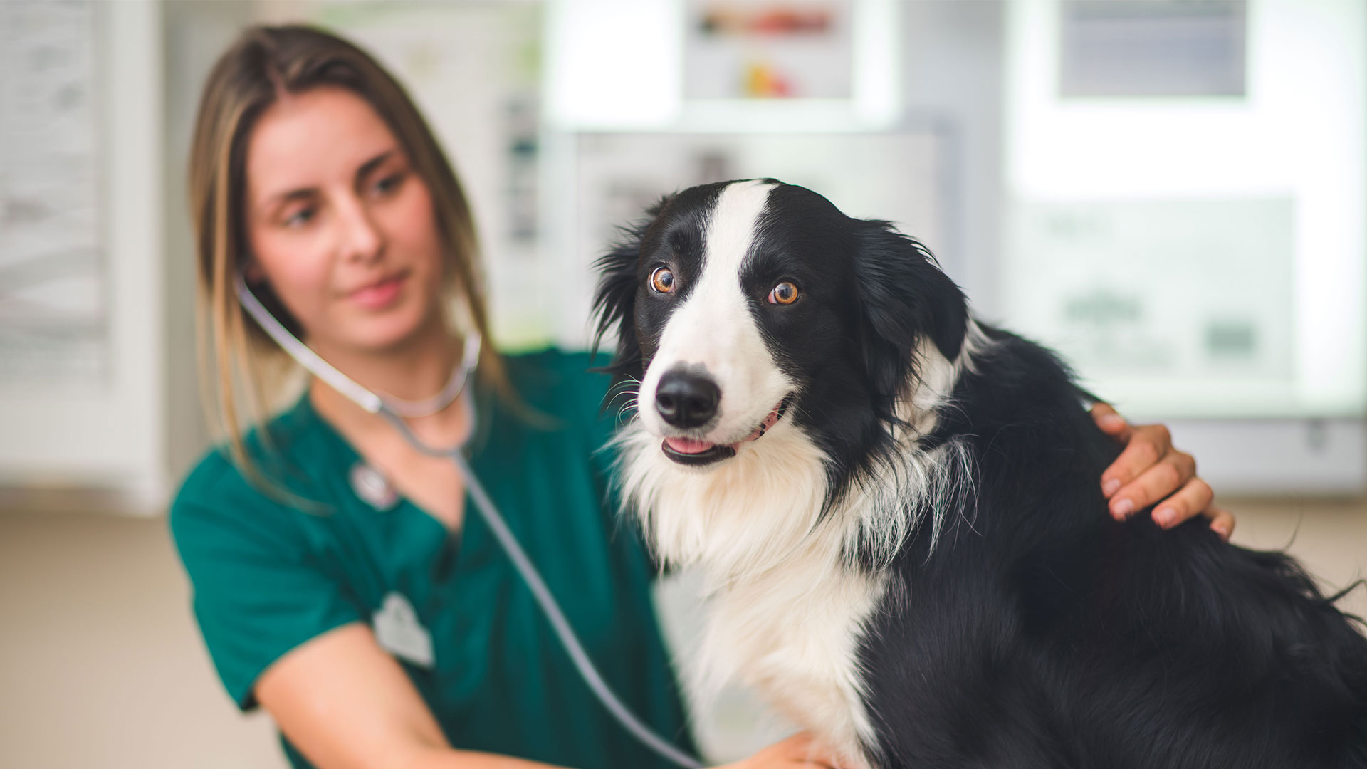 Meet the Team Local Vets in Yeovil Clevedon Worle Yetminster Well Pets