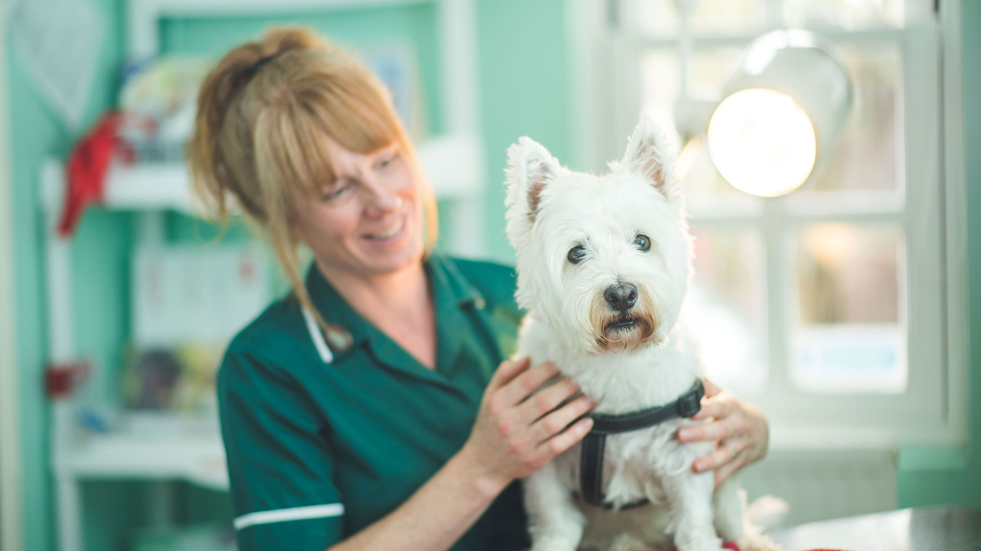 Veterinary Services Local Vets in Somerset Well Pets