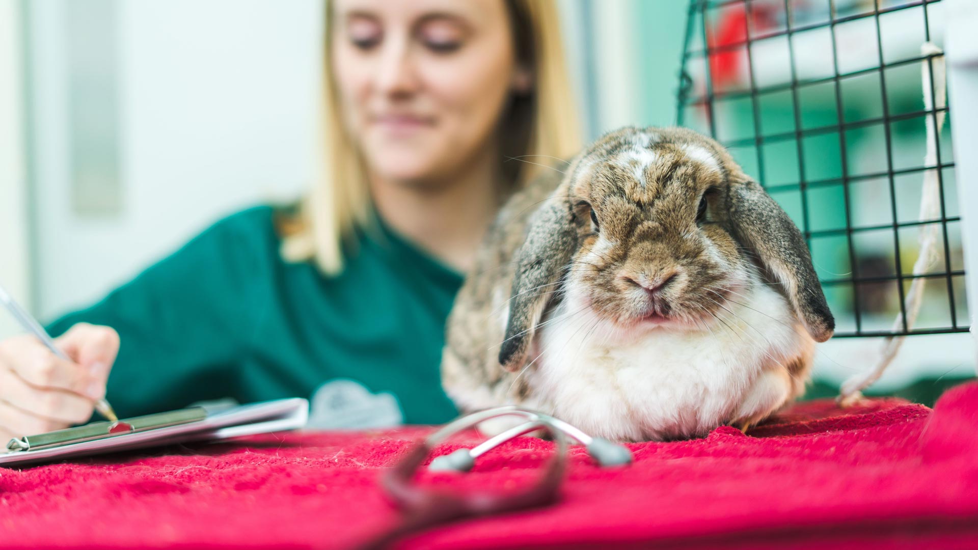 Rabbit Vaccinations and Neutering Somerset | Pet Advice - Well Pets