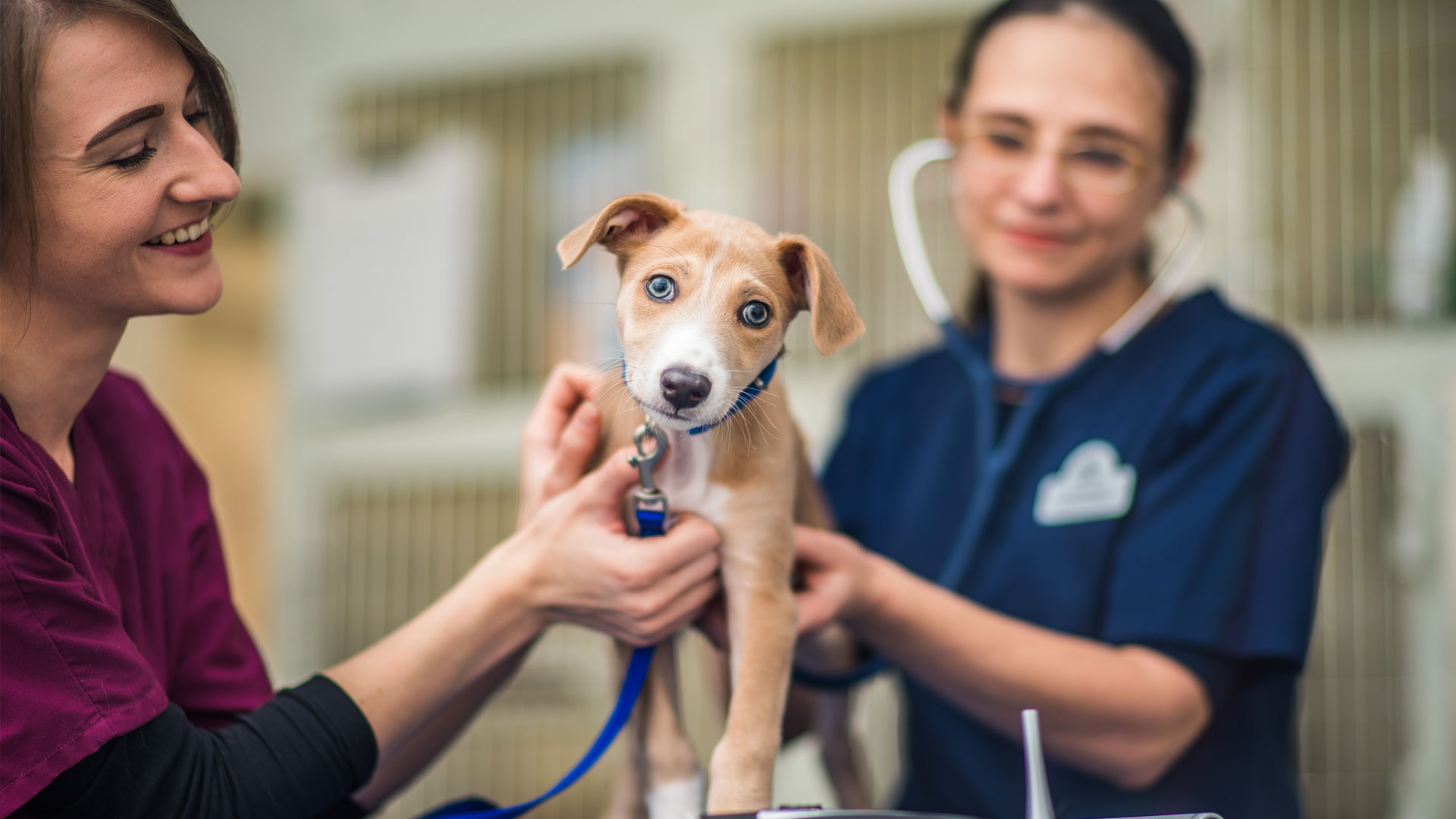 Prices Local Vets In Nottingham Lawrence Veterinary Centre   Hero 2 