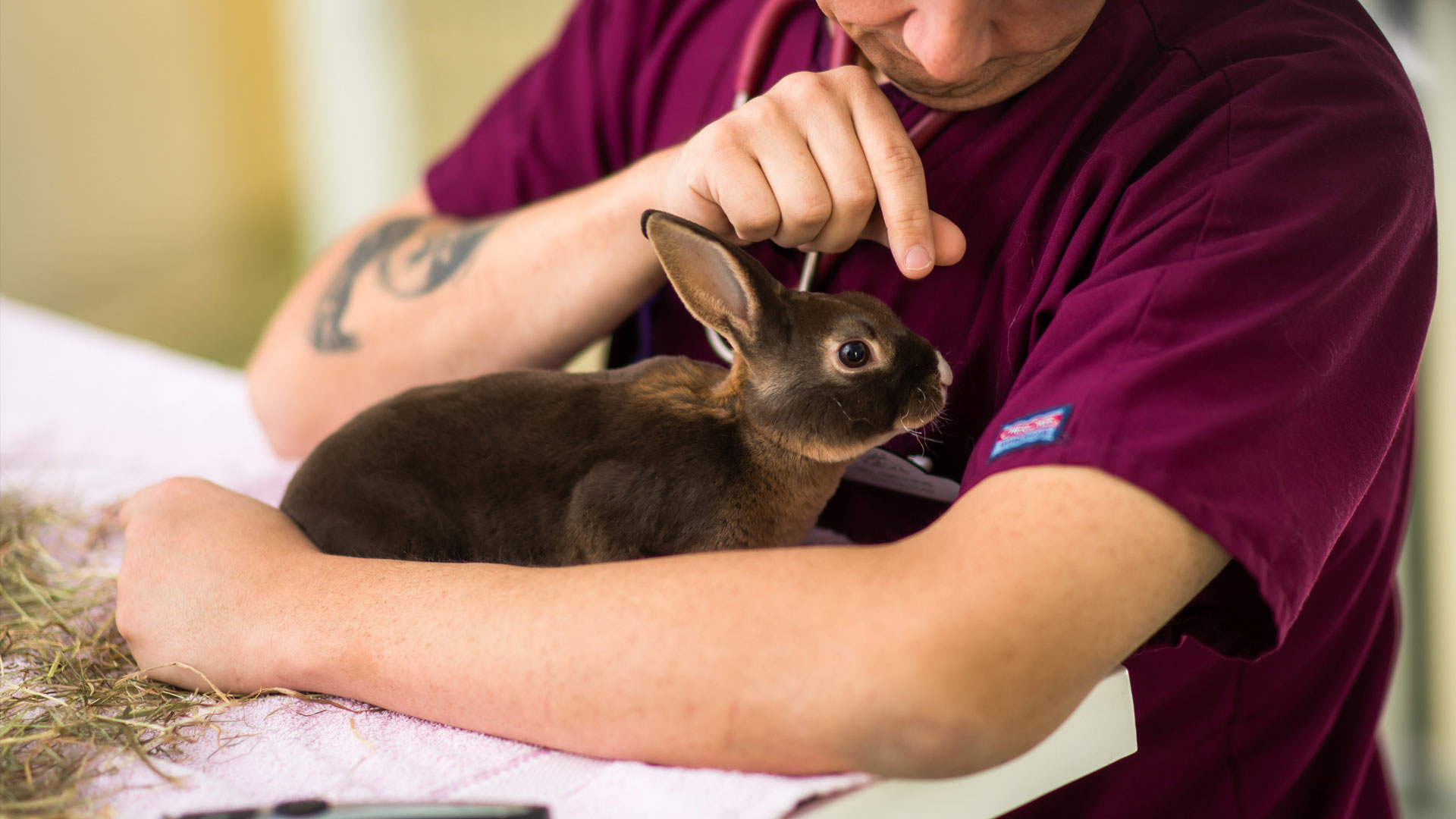 Rabbit Vaccinations and Neutering Kent Pet Advice Wellpets Kent