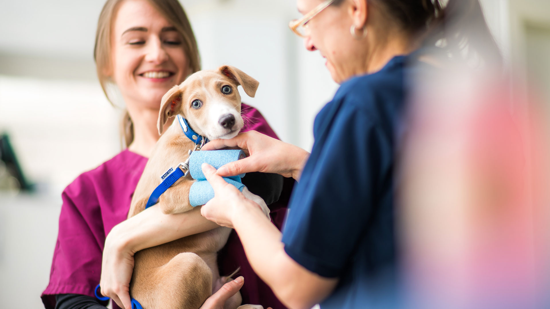 Pet Advice from Vets in North Kent Wellpets Kent