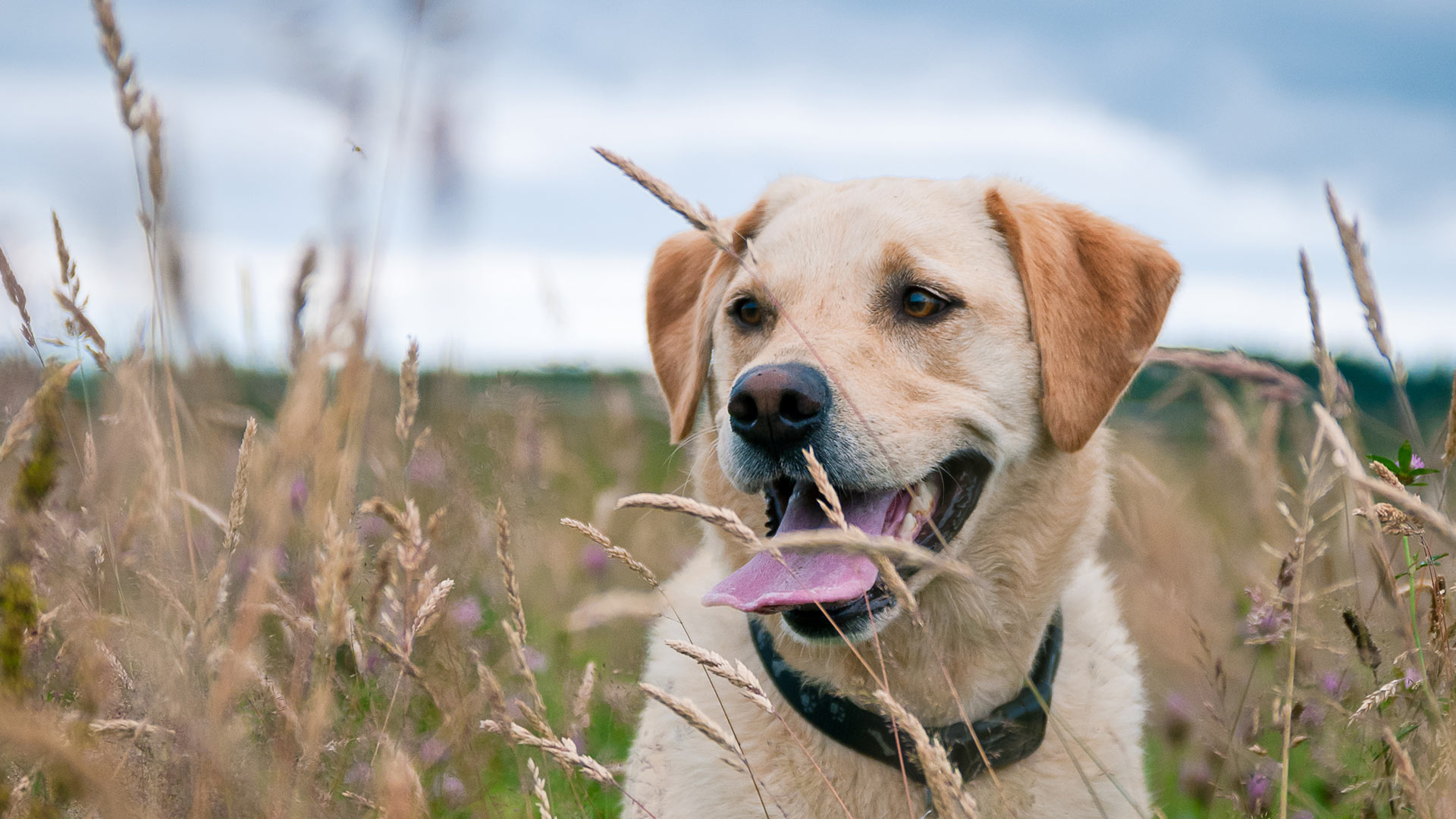 Vets in Cumbria | Experienced Cumbrian Vets - Westmorland Veterinary Group