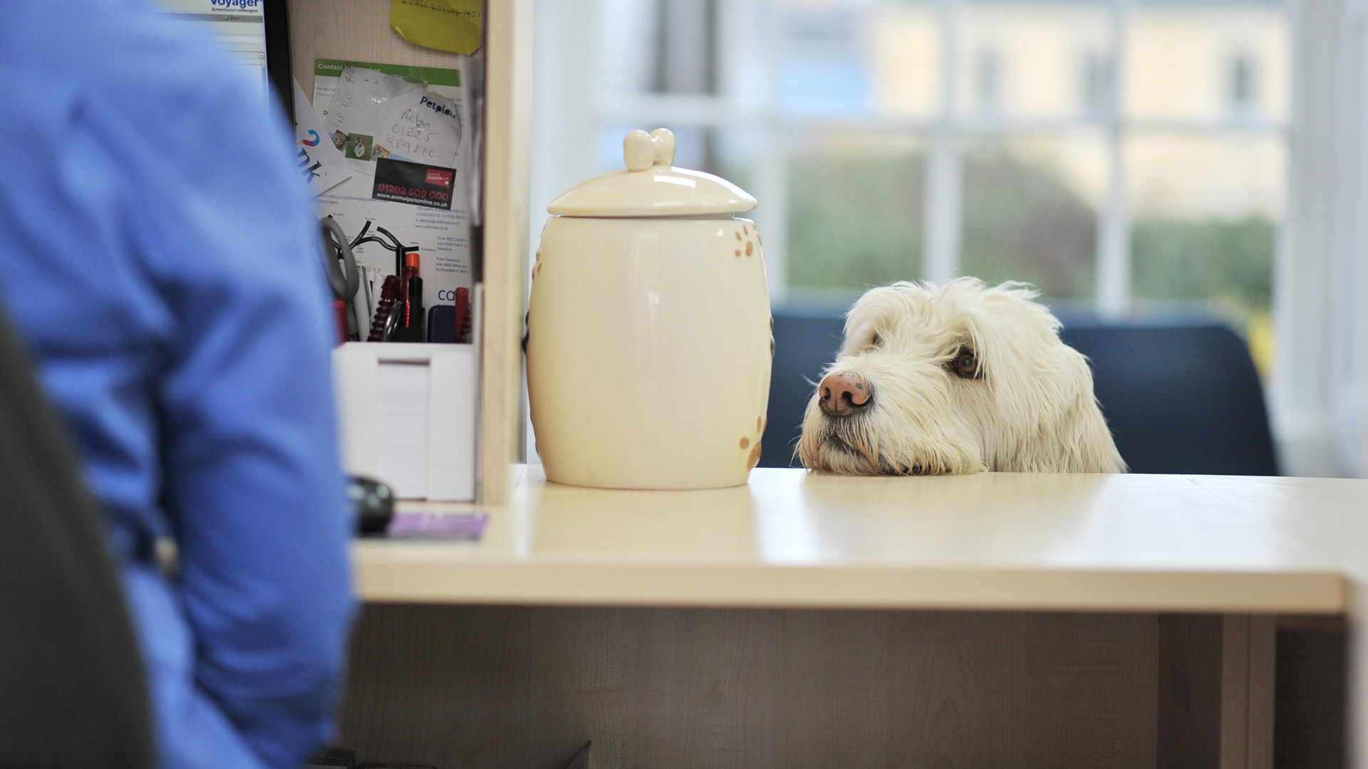 About Us Local Vets in Boston Spa and Garforth Westwood Vets