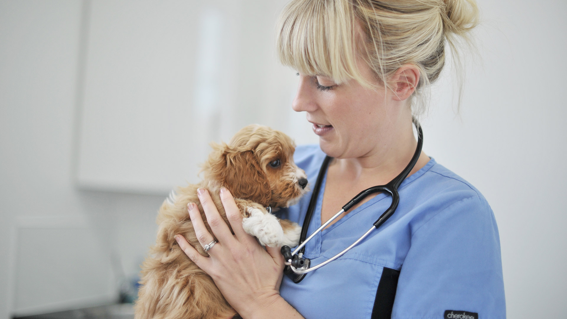 Pet Nutrition Local Vets in Boston Spa Westwood Vets