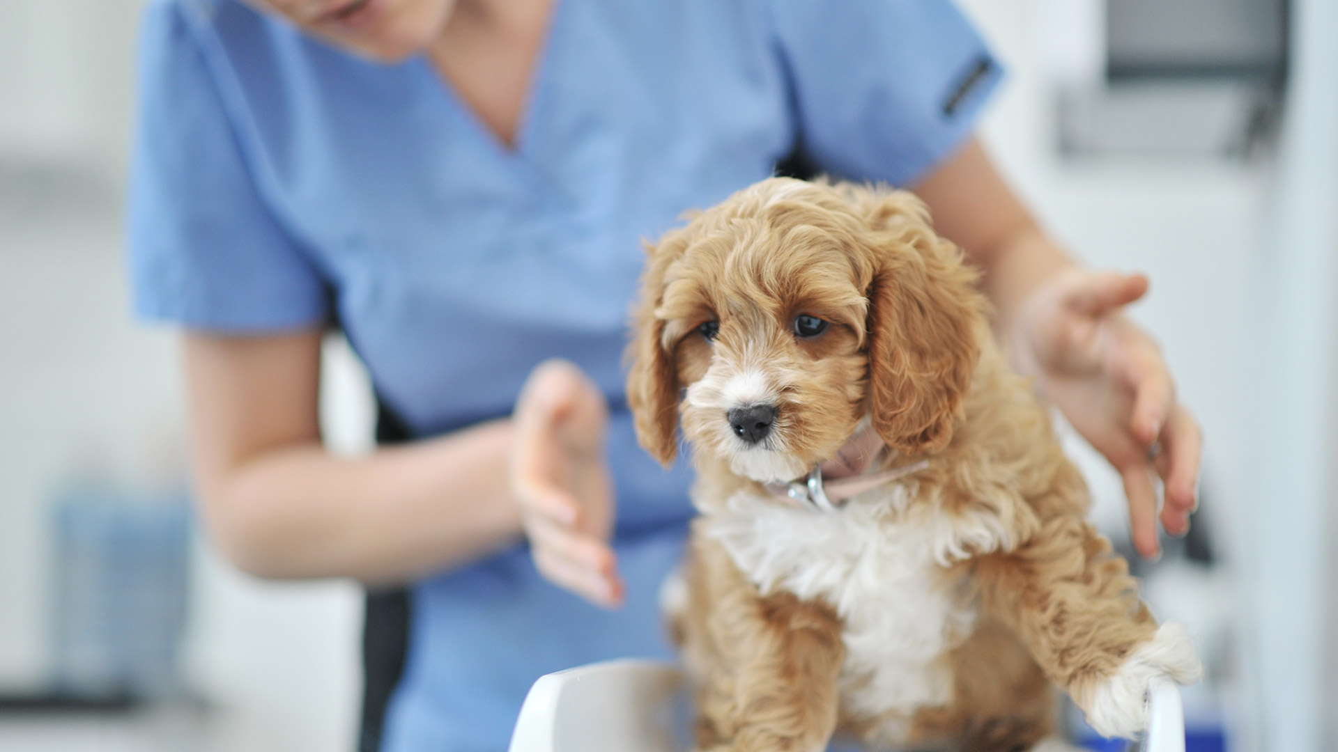 Blog Local Vets in Boston Spa and Garforth Westwood Vets