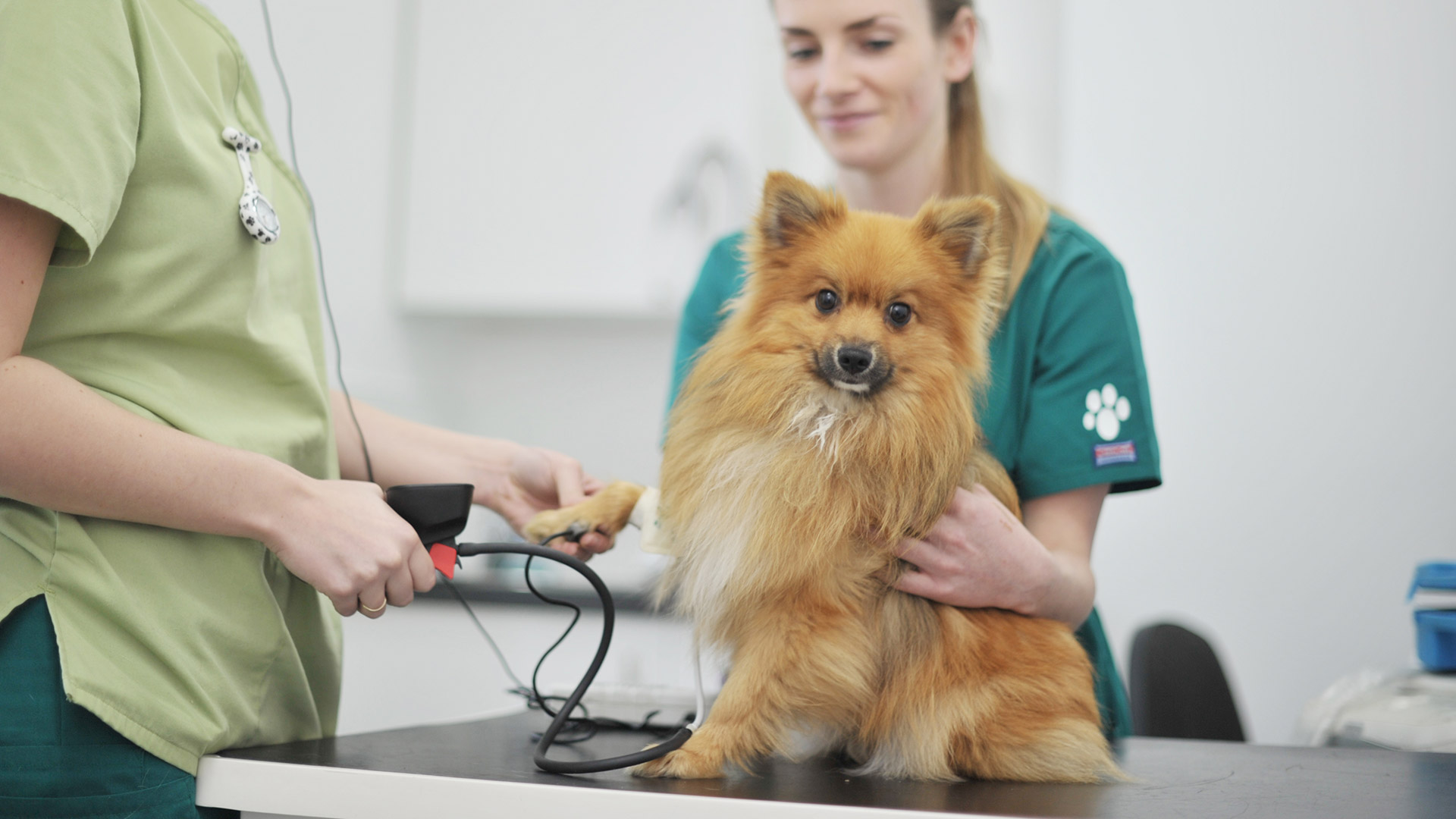 Pet Advice Local Vets in Boston Spa and Garforth Westwood Vets