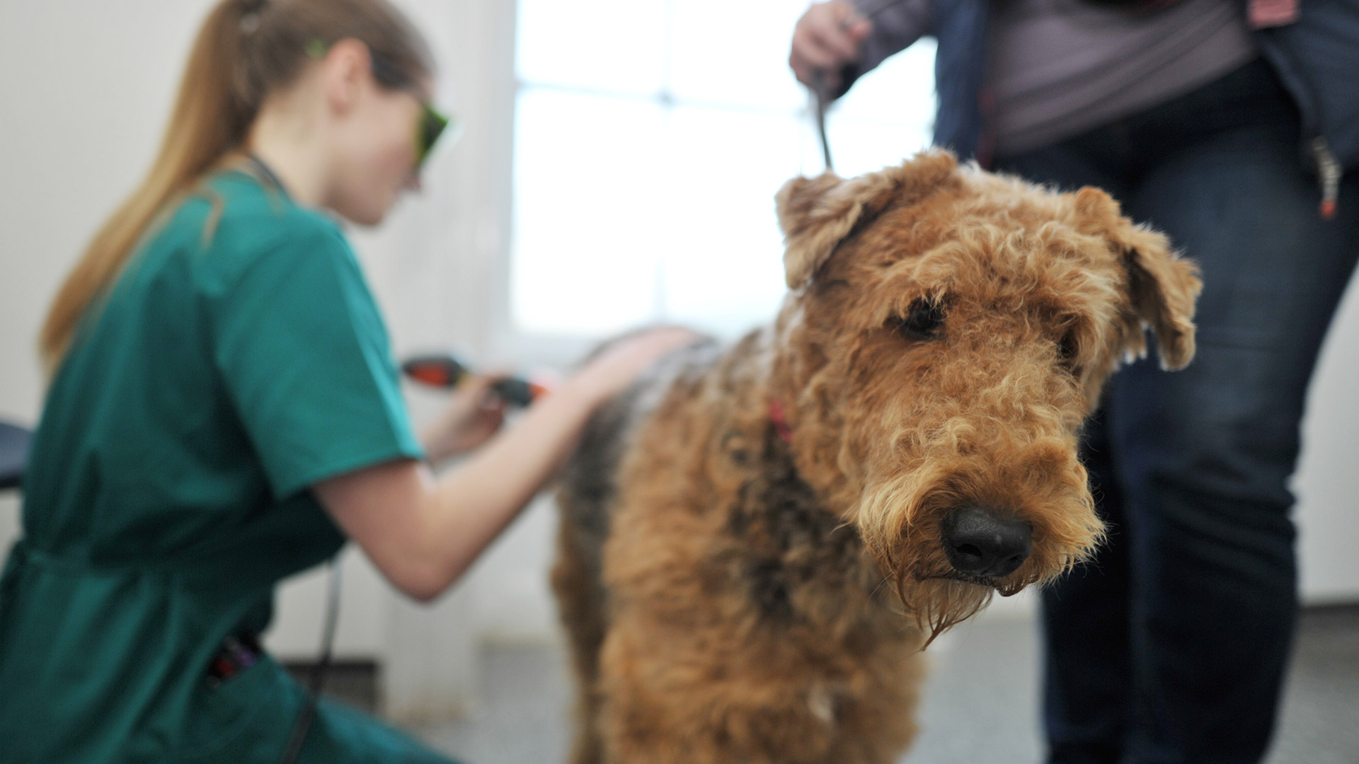 Veterinary Facilities Local Vets in Boston Spa and Garforth