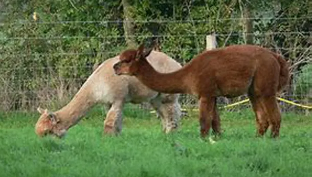 Alpacas at Farm Vets in Wexford