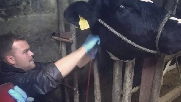 Farm vet with cow