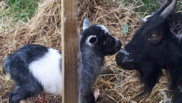 Goats at vets in Wexford