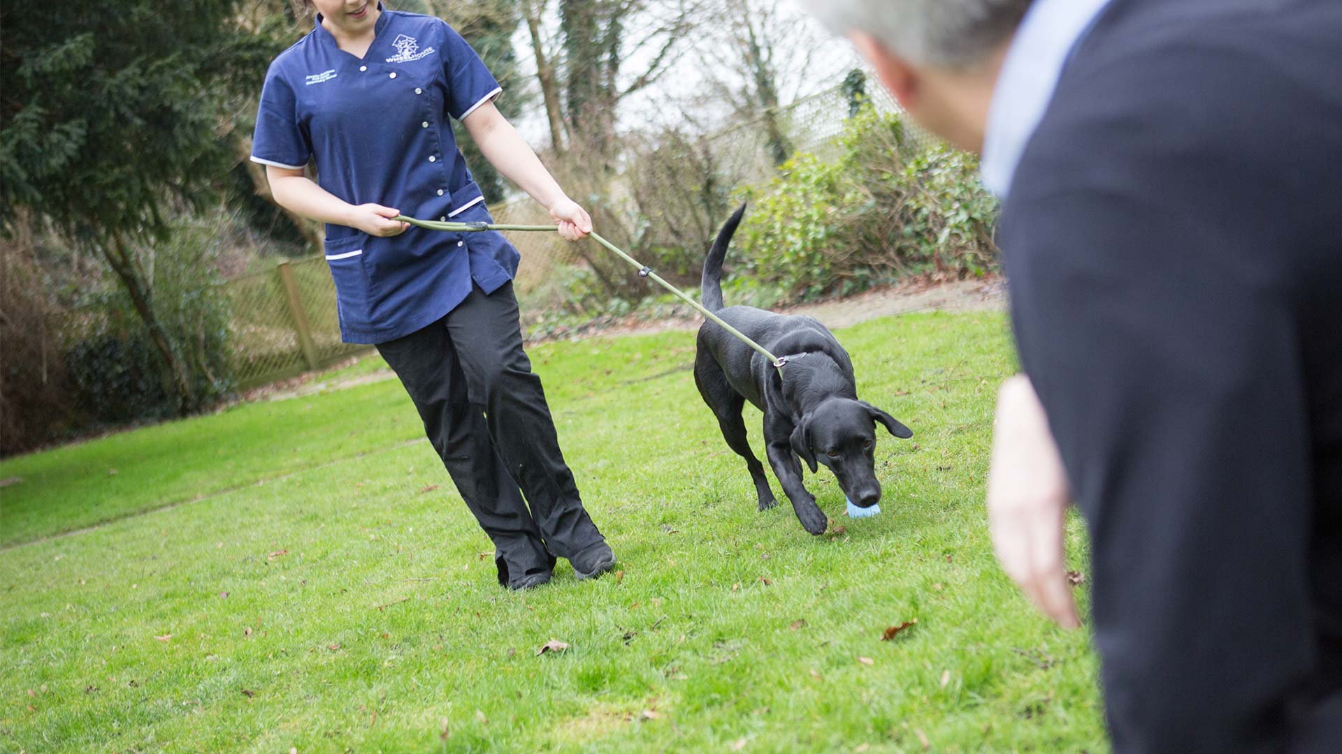 dog-training-school-in-chalfont-st-giles-bucks-wheelhouse-vet-centre