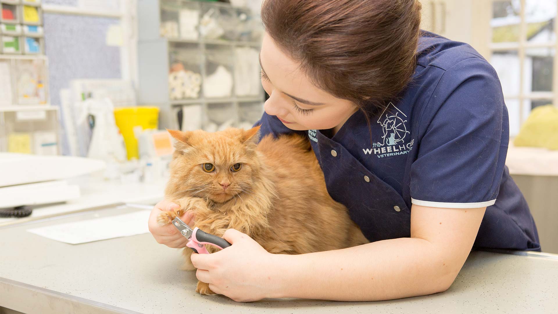 Great Vet Offers Your Local Bucks Vets Wheelhouse Vet Centre