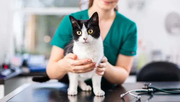 Black and white cat