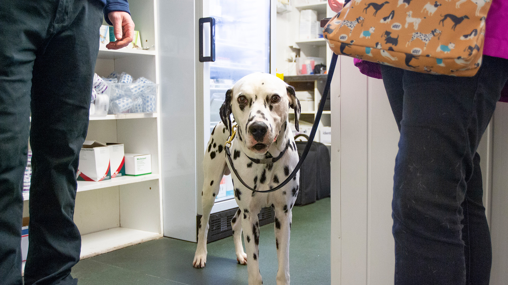 Repeat Prescriptions Local Vets in Londonderry White House Vet Clinic