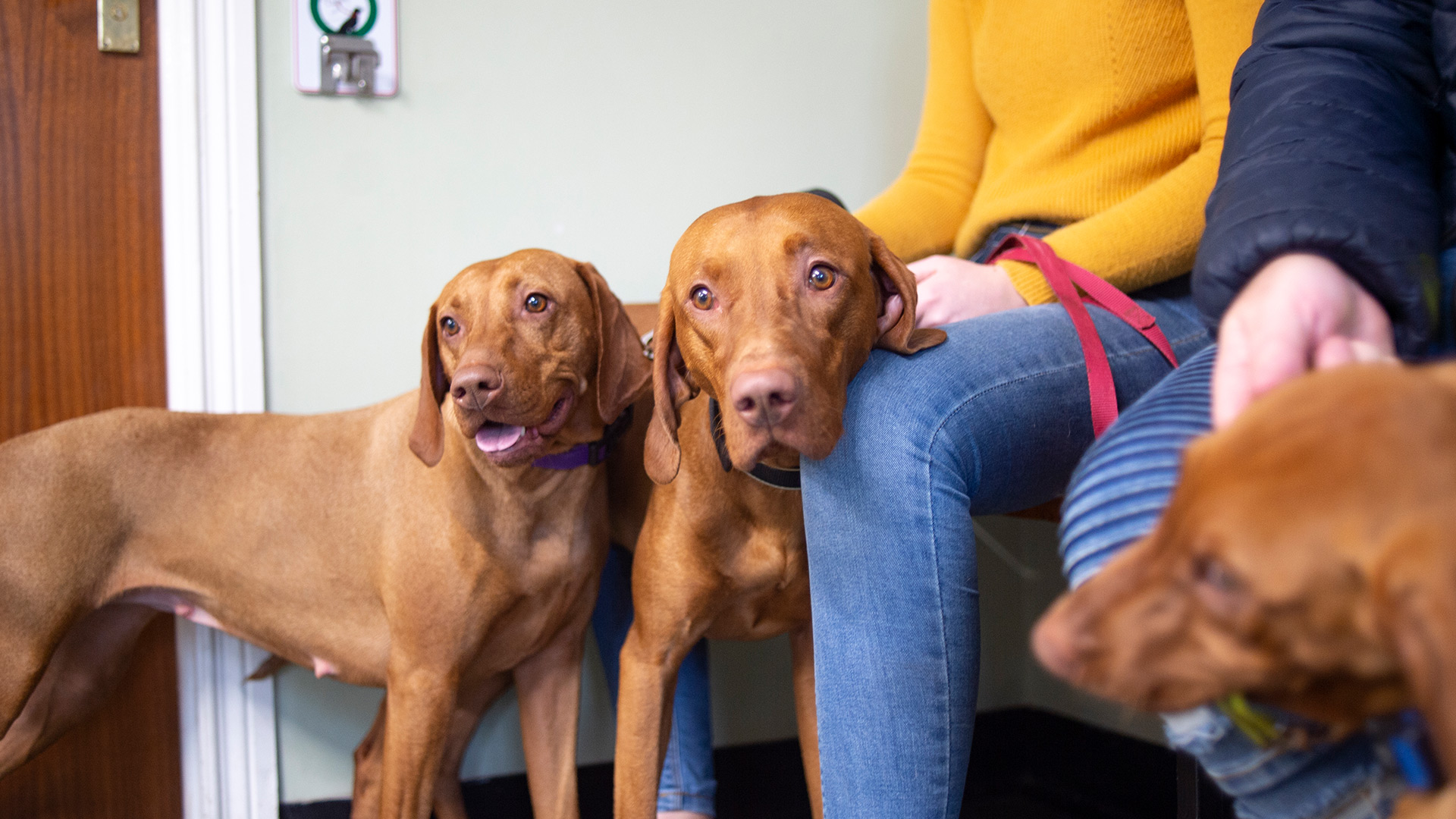 Prevent and remove ticks Whitehouse Veterinary Clinic Local vets in