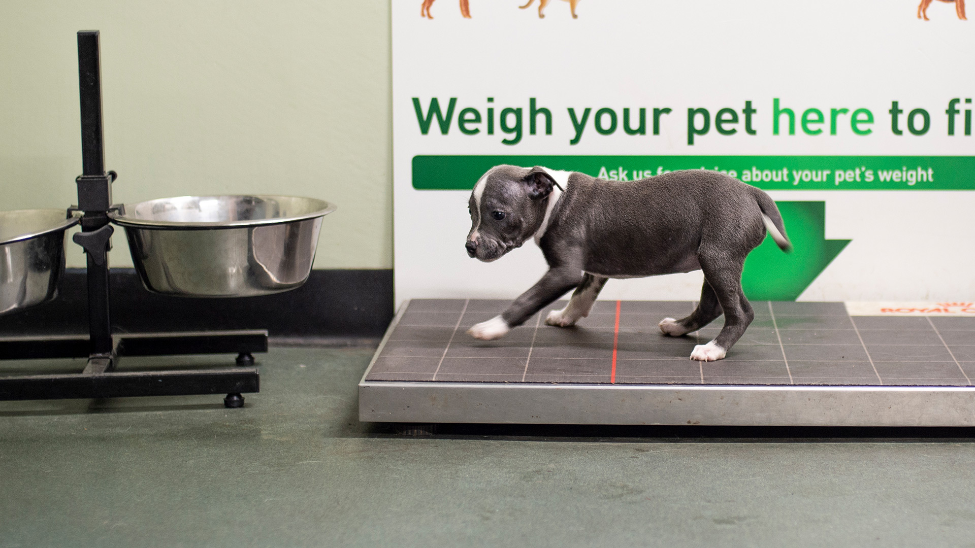 Register your Pet at Whitehouse Veterinary Clinic We appreciate that you have chosen us for