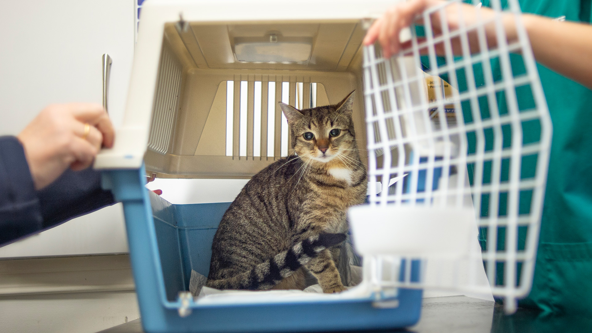 advice-to-take-your-pet-abroad-from-whitehouse-veterinary-clinic