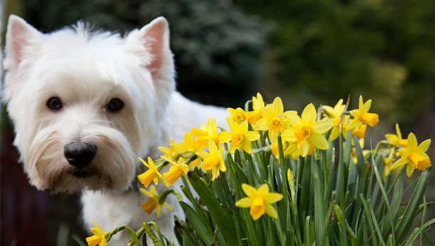 is willow poisonous to dogs