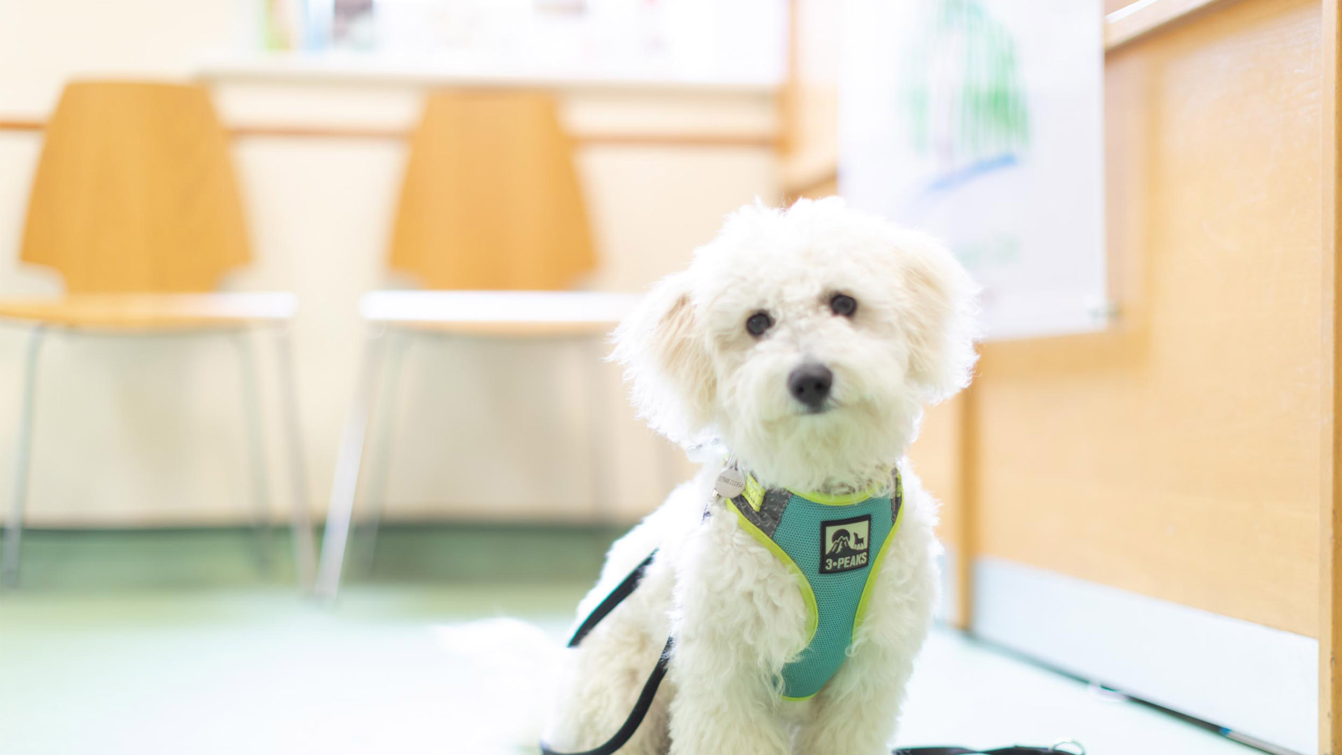 Repeat Pet Prescriptions Local Vets in Newport Pagnell & Olney