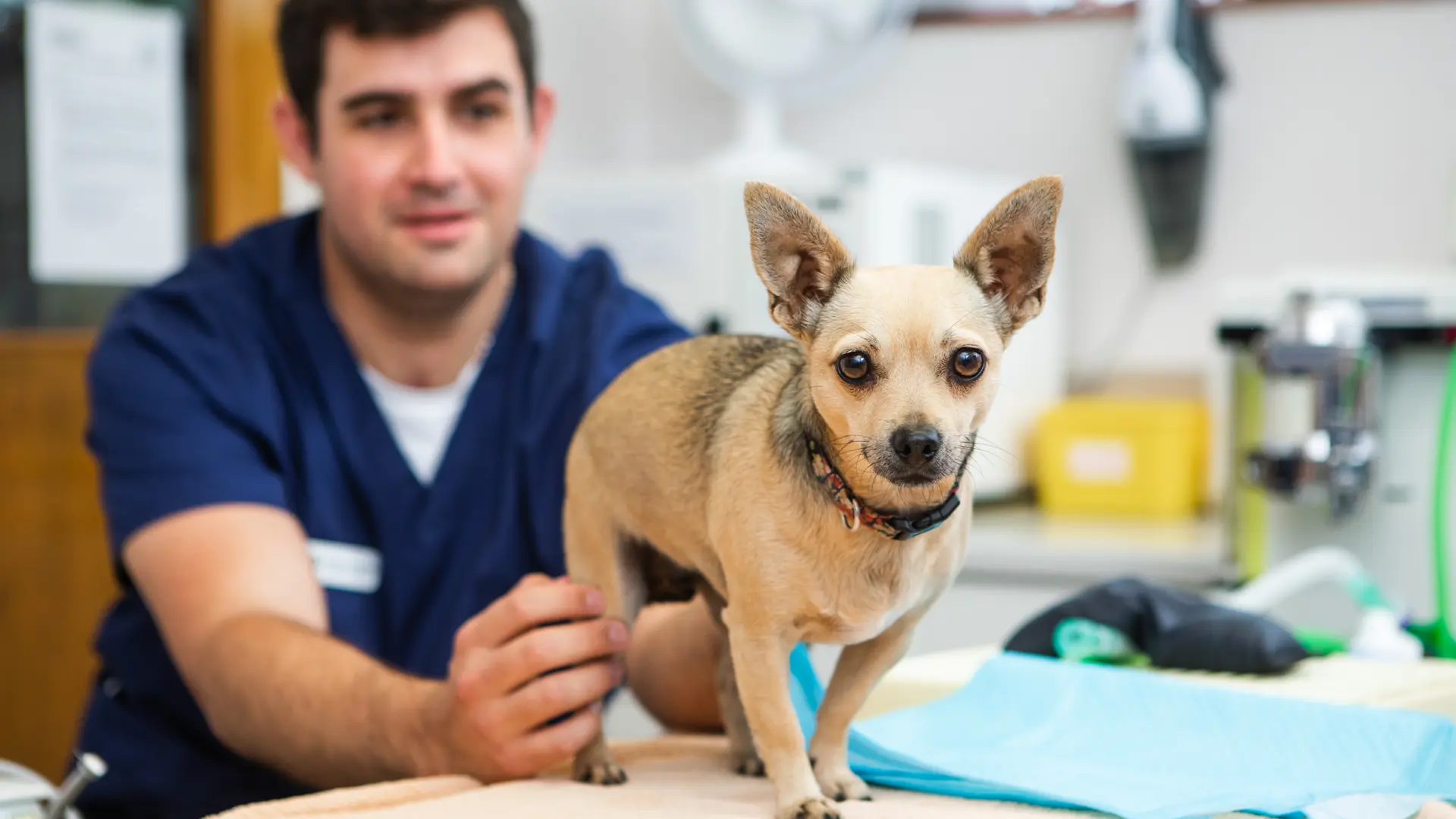 Vets in Midhurst, Haslemere and Liphook | Affordable Woodland Vet ...