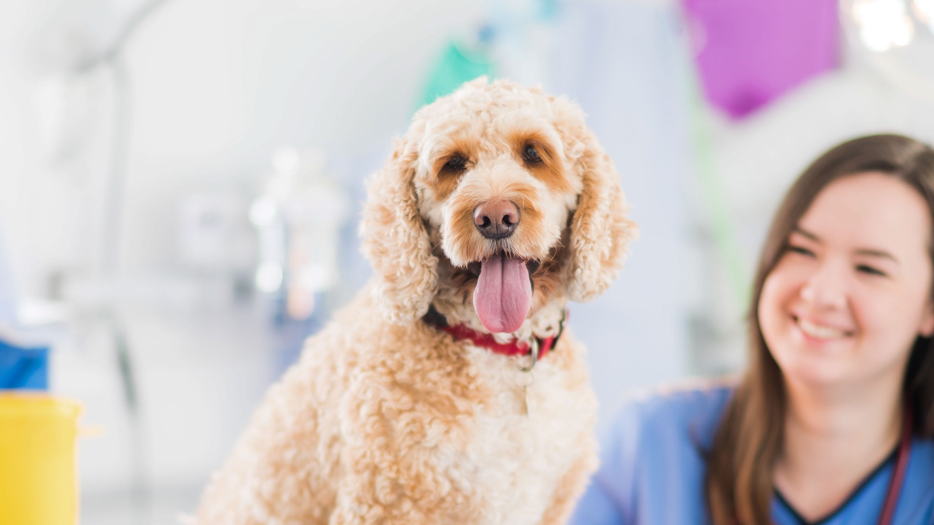 Pet Acupuncture Services at Bristol Vets - Zetland Vets