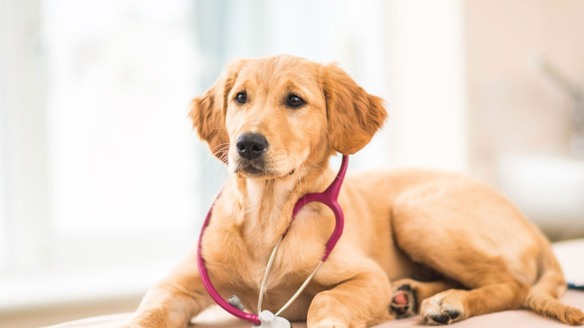 Laparoscopic Surgery For Pets in Bristol Local Redland, Fishponds