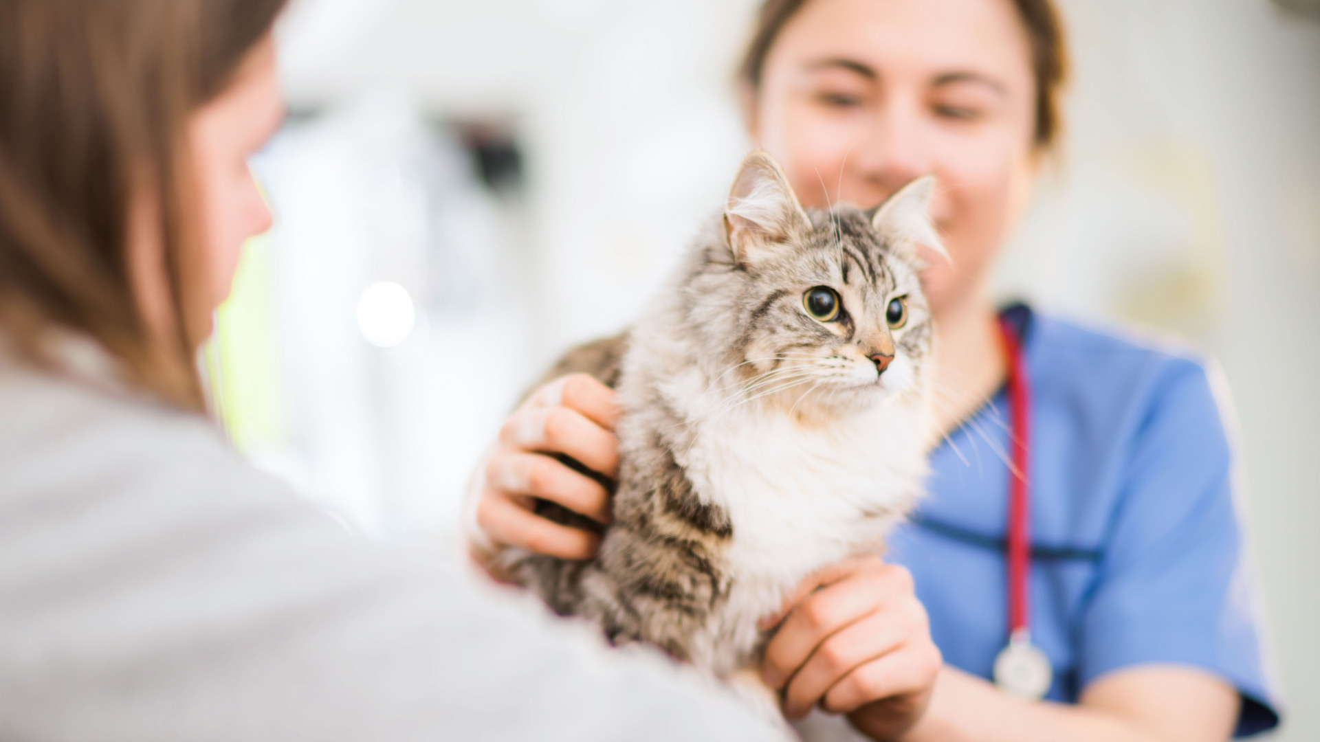 Dog and Cat Neutering in Bristol Your Local Vet in Redland, Fishponds