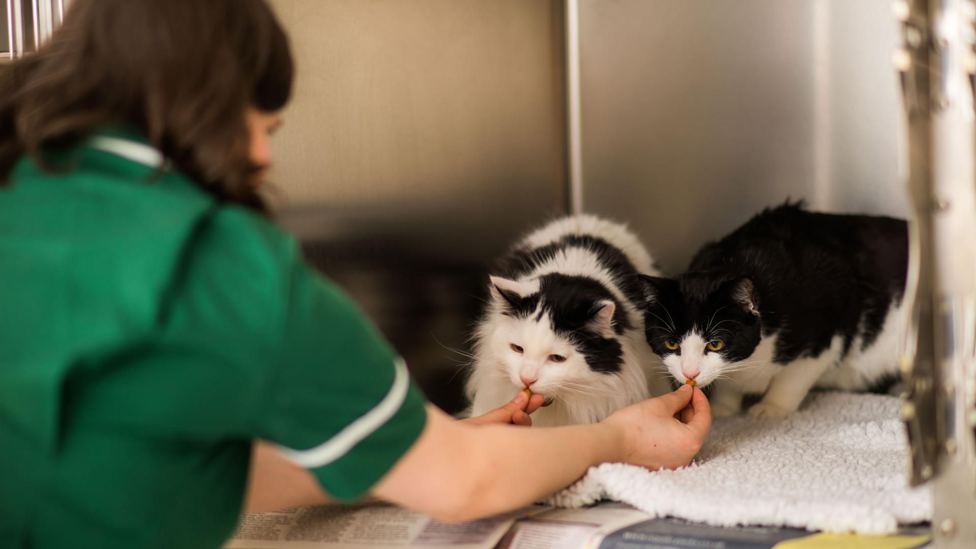 Vet Nurse Clinics in Bristol Local Vets in Redland, Fishponds, Stoke