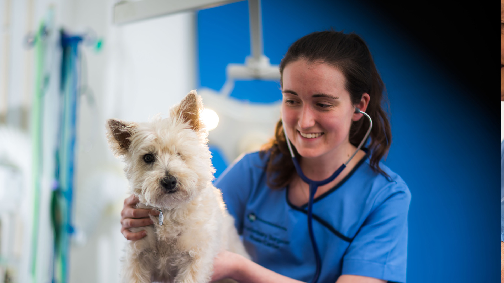 Bristol Vet Offers Local Vets in Bristol Zetland Vets